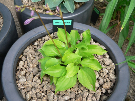 Hosta ´Shiny Penny´